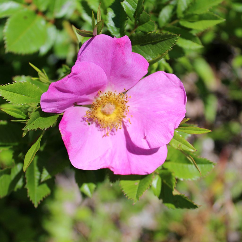 Rosier botanique - Rosa virginiana