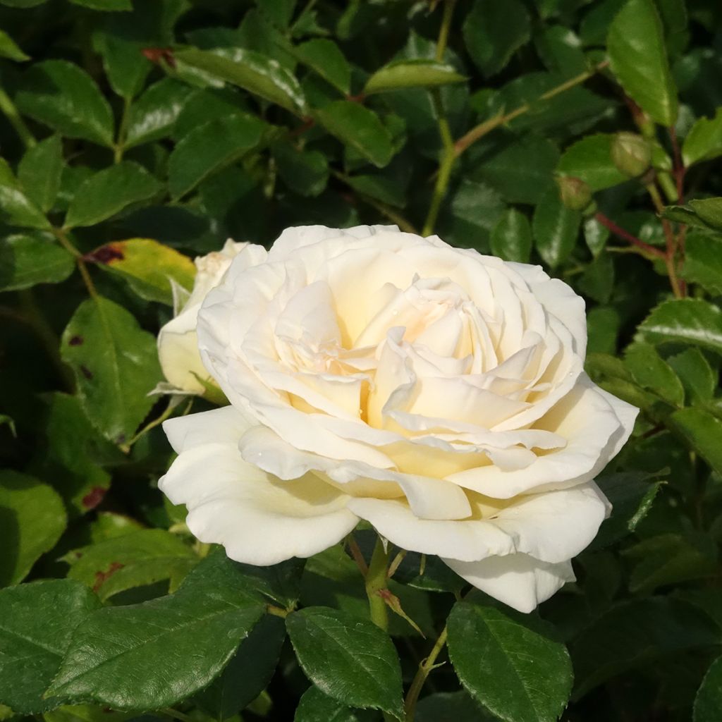 Rosier à grandes fleurs Camille Claudel