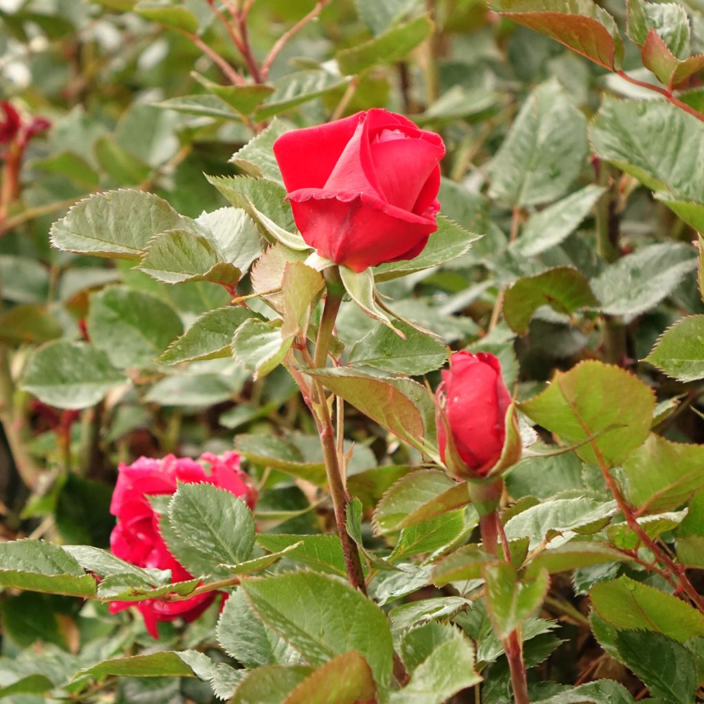 Rosier à fleurs groupées Rose du CICR®
