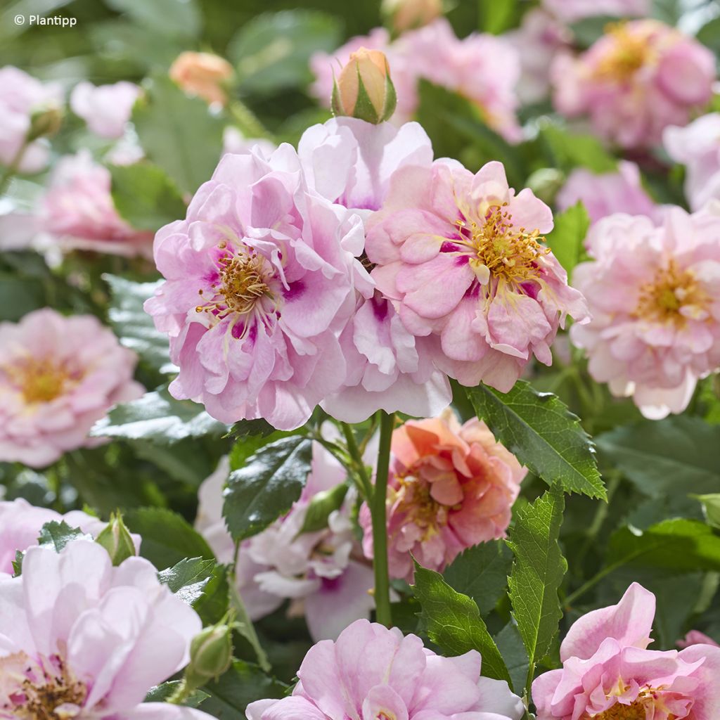 Rosier couvre-sol Amirose