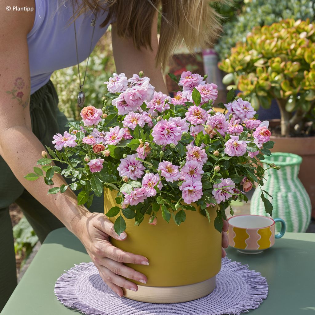Rosier couvre-sol Amirose