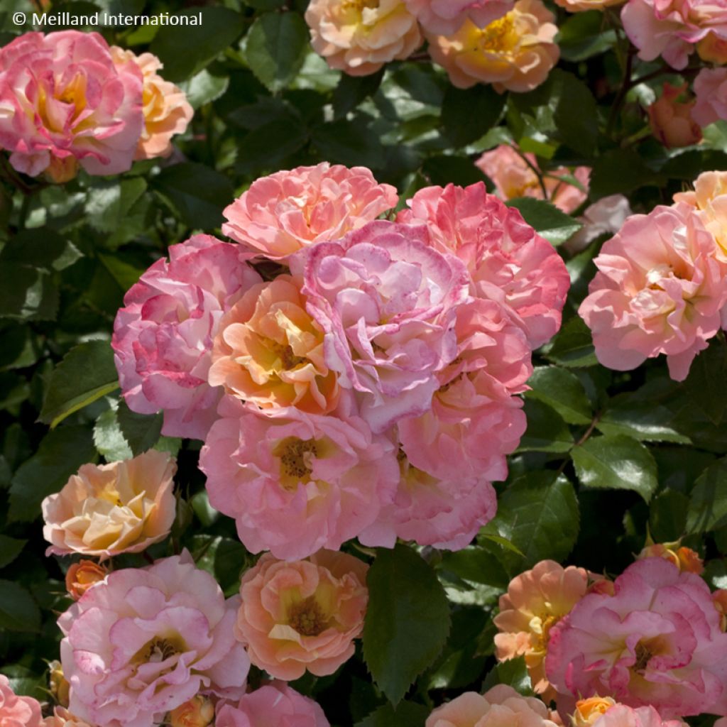 Rosier couvre-sol Peach Drift