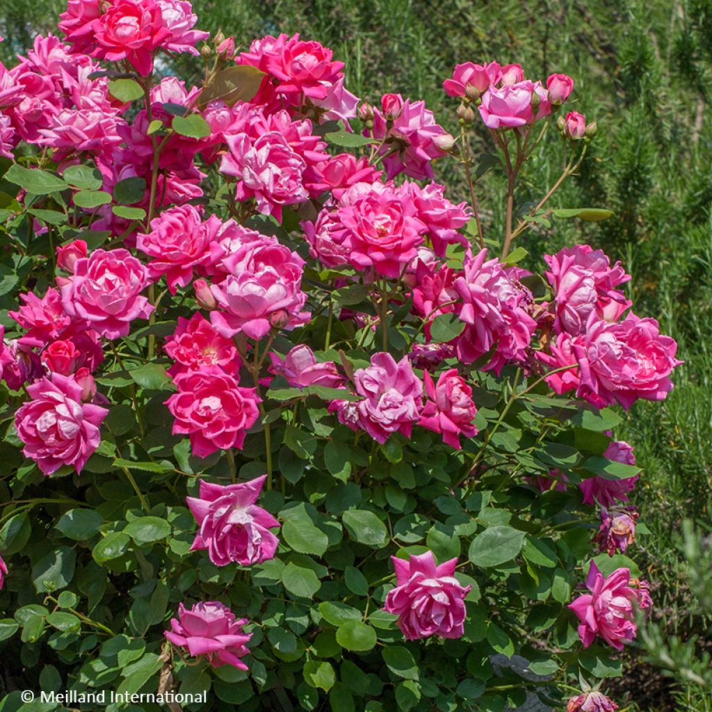 Rosier couvre-sol Pink Double Knock Out