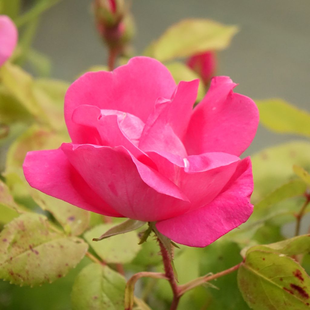 Rosier couvre-sol Pink Knock Out (Rodin)