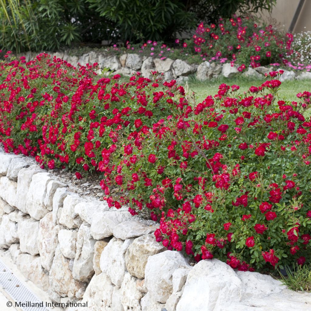 Rosier couvre-sol Red Drift