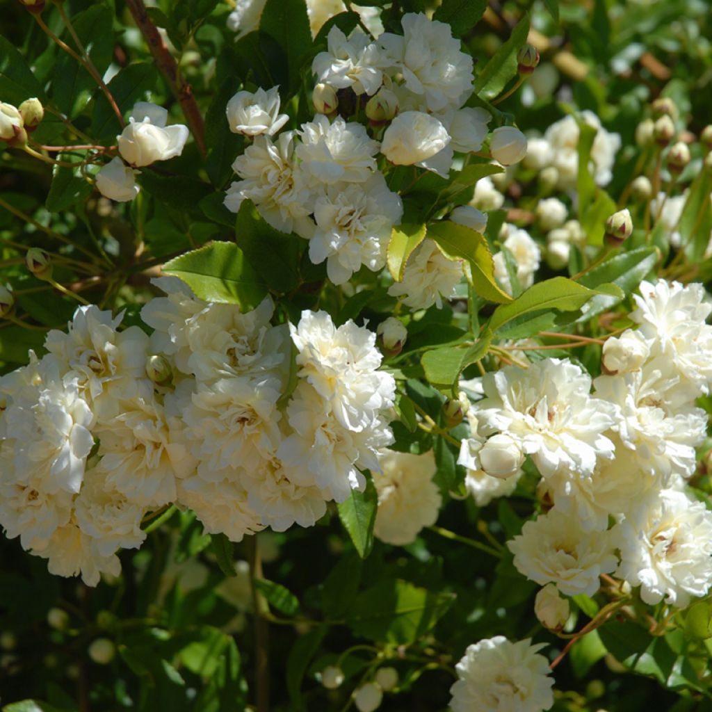 Rosier de Banks Alba Plena - Rosa banksiae
