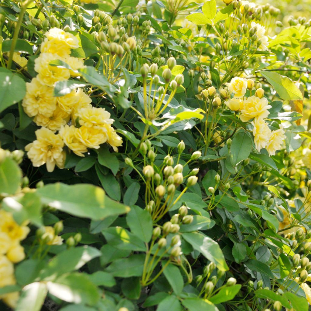 Rosier de Banks Lutea - Rosa banksiae