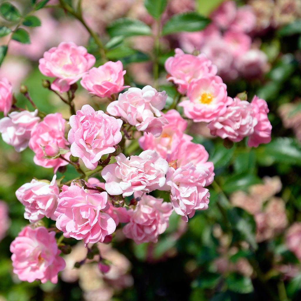 Rosier de Banks Rosea - Rosa banksiae 
