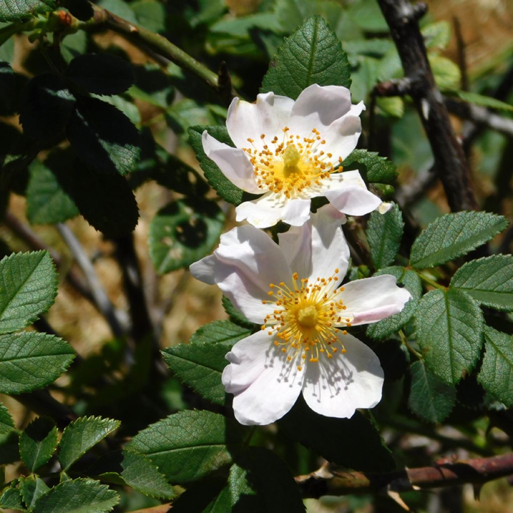 Rosier des champs - Rosa arvensis