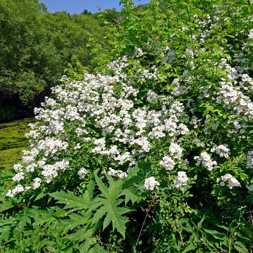 Rosier des champs - Rosa arvensis