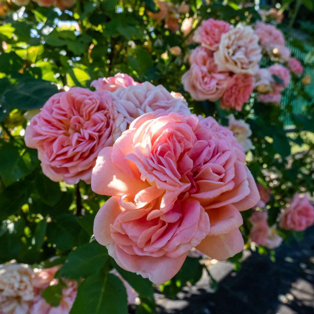Rosier grimpant Alchymist
