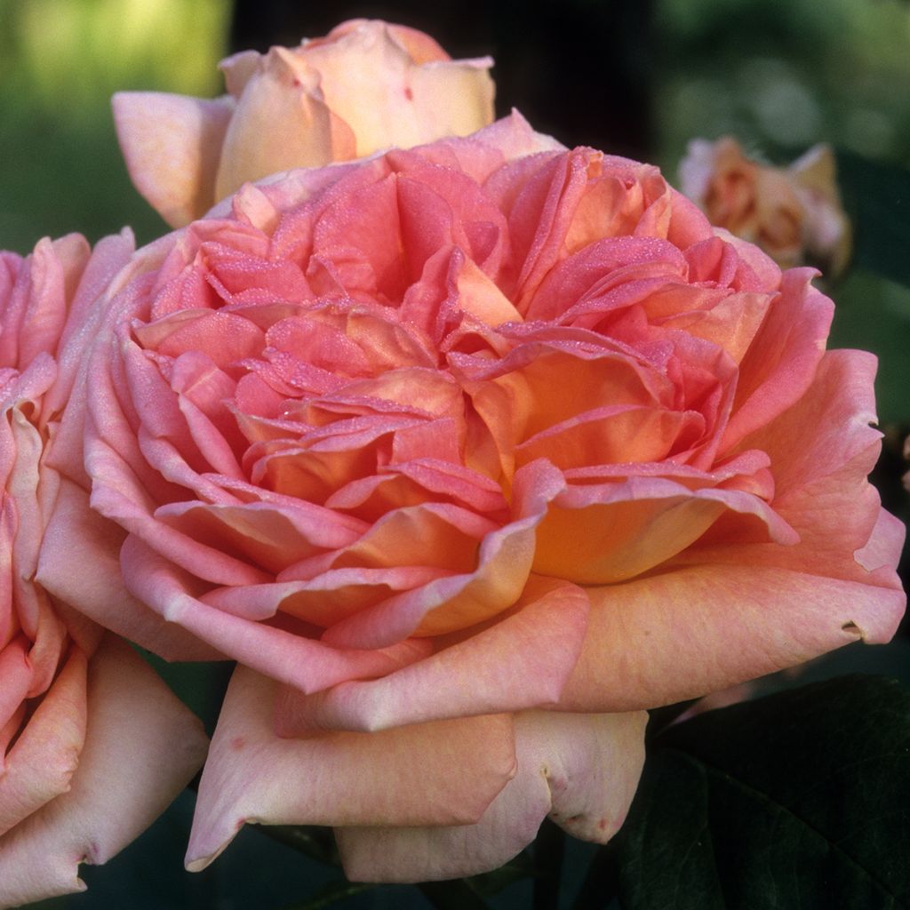 Rosier grimpant Alchymist
