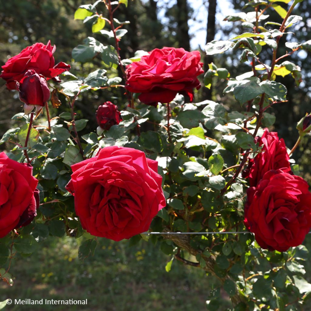Rosier grimpant Edith Piaf