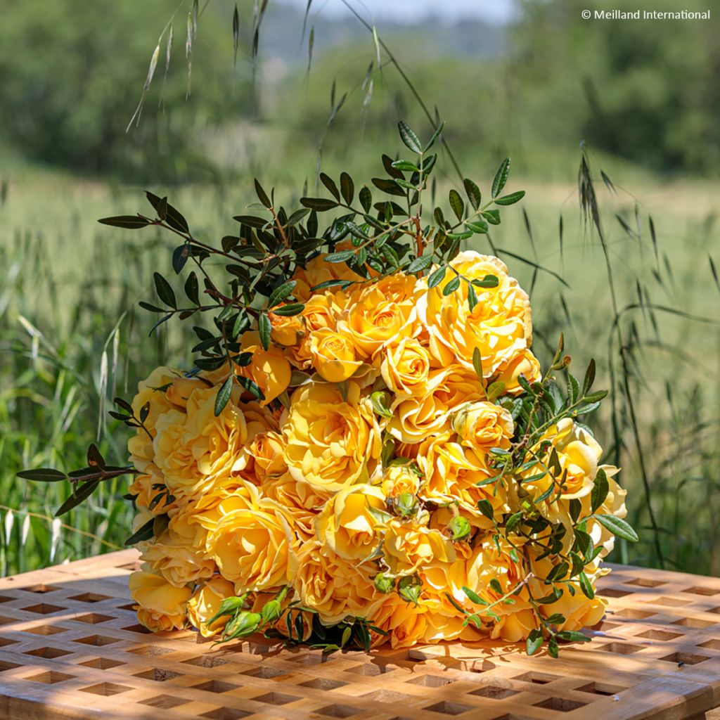 Rosier grimpant Golden Pareo Meipiyou