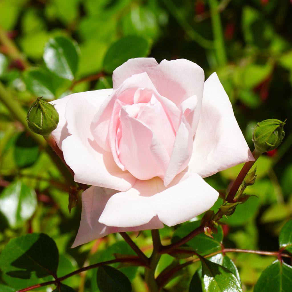 Rosier grimpant New Dawn