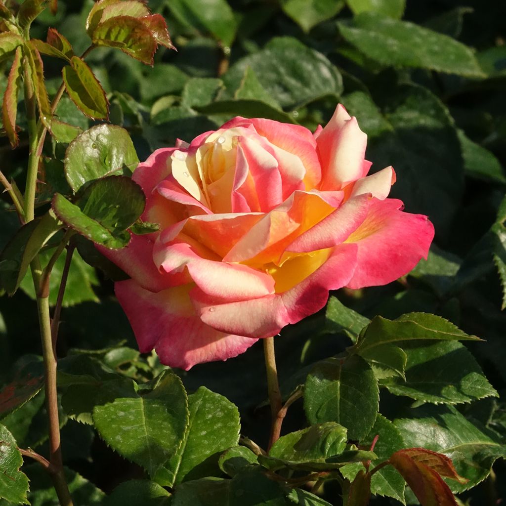 Rosier grimpant Oriental Peace