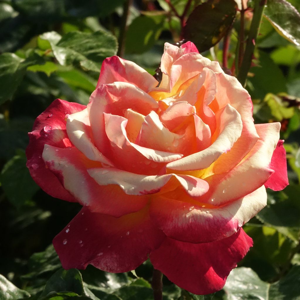 Rosier grimpant Oriental Peace