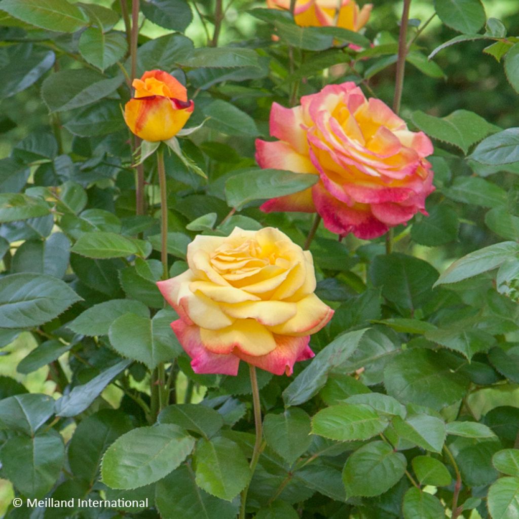 Rosier grimpant Oriental Peace