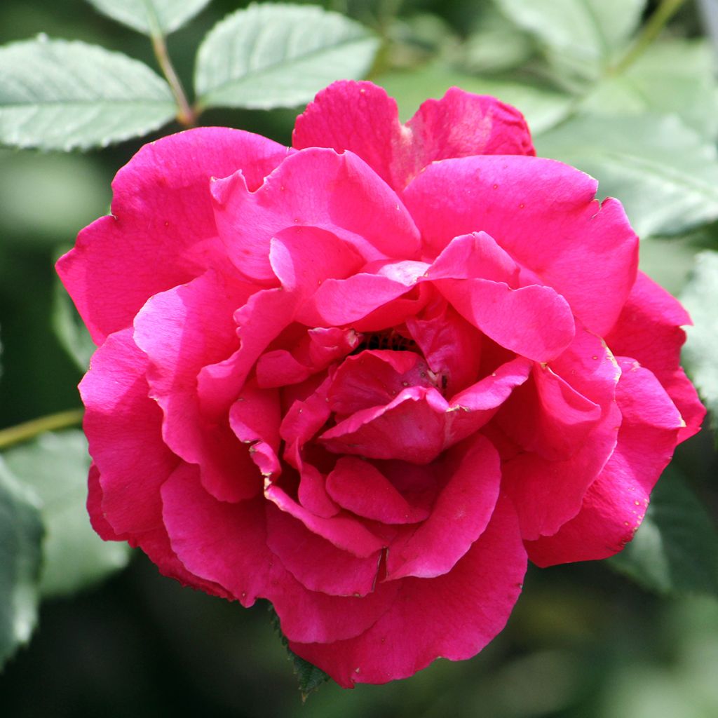 Rosier grimpant Paul's Scarlet Climber