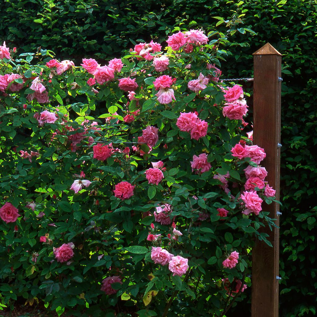 Rosier grimpant Zephirine Drouhin