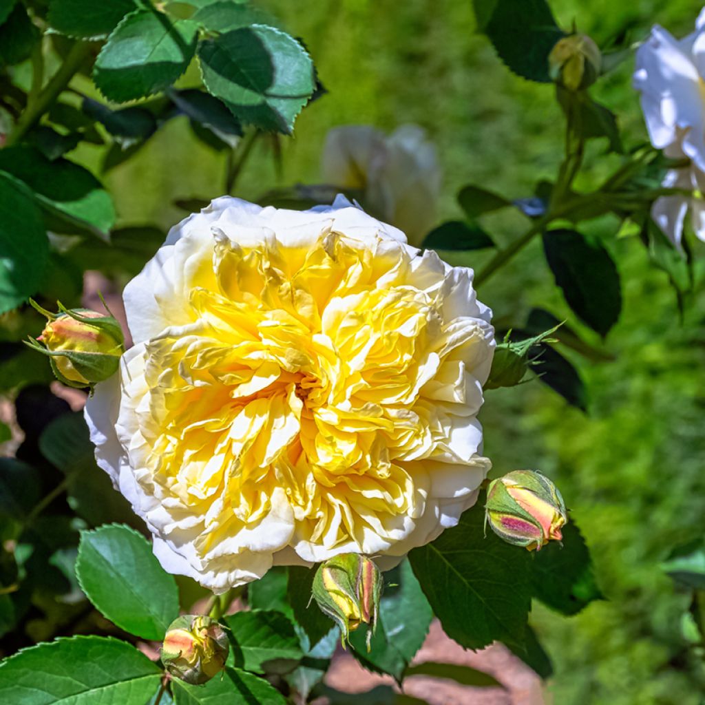 Rosier liane Albéric Barbier