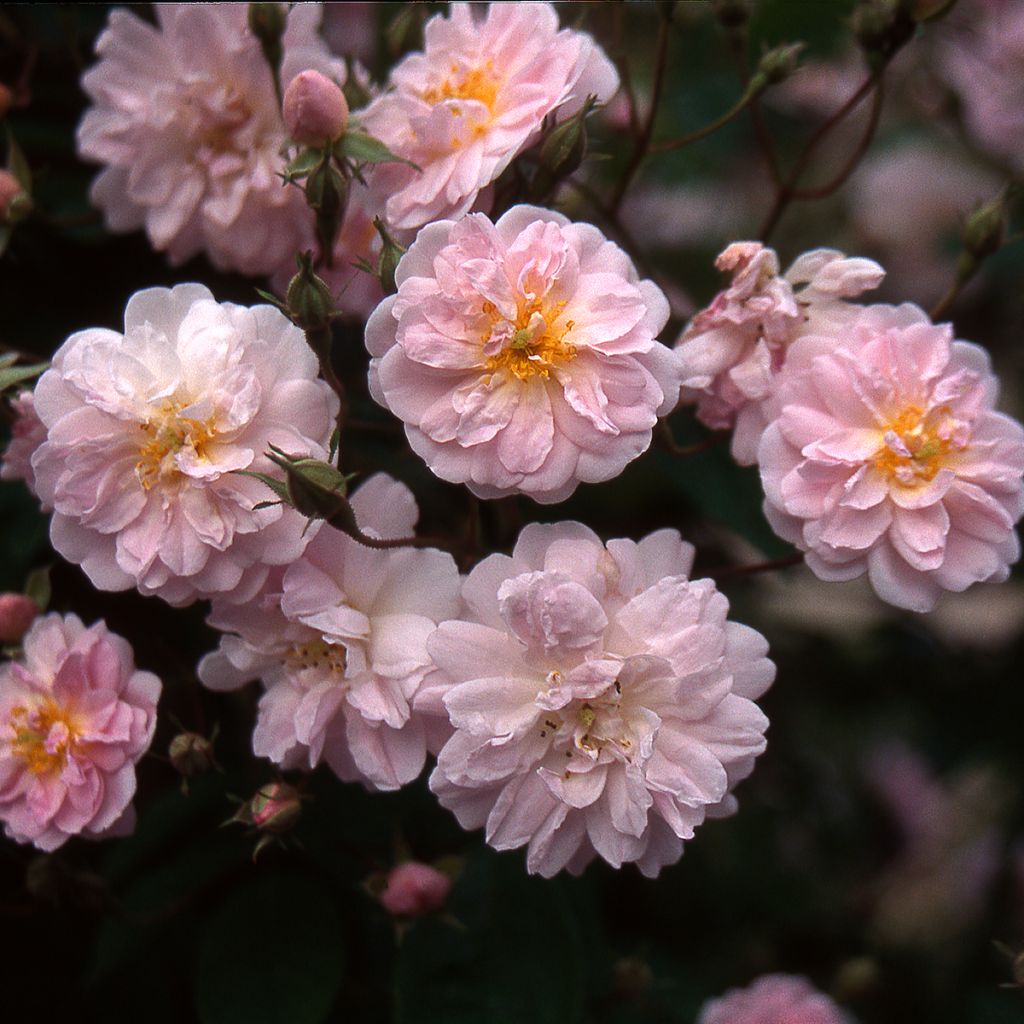 Rosier liane Paul's Himalayan Musk