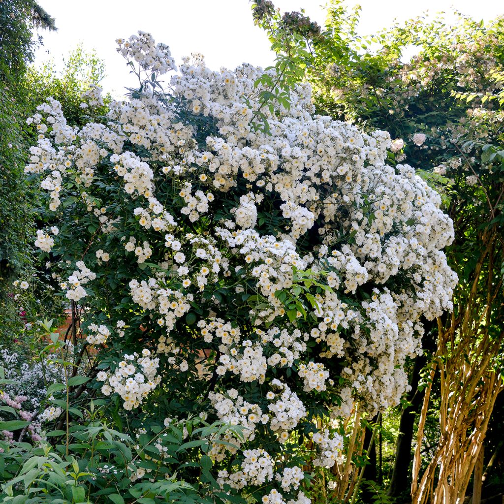 Rosier liane Rambling Rector