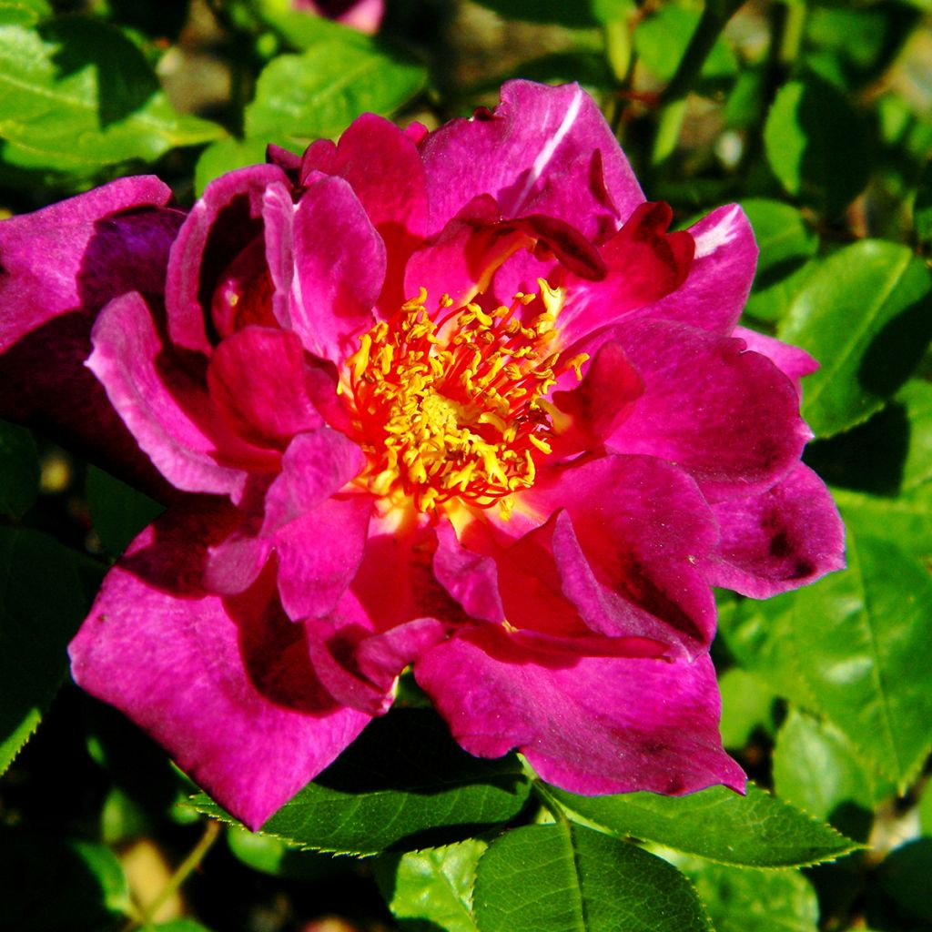 Rosier miniature Bluesette
