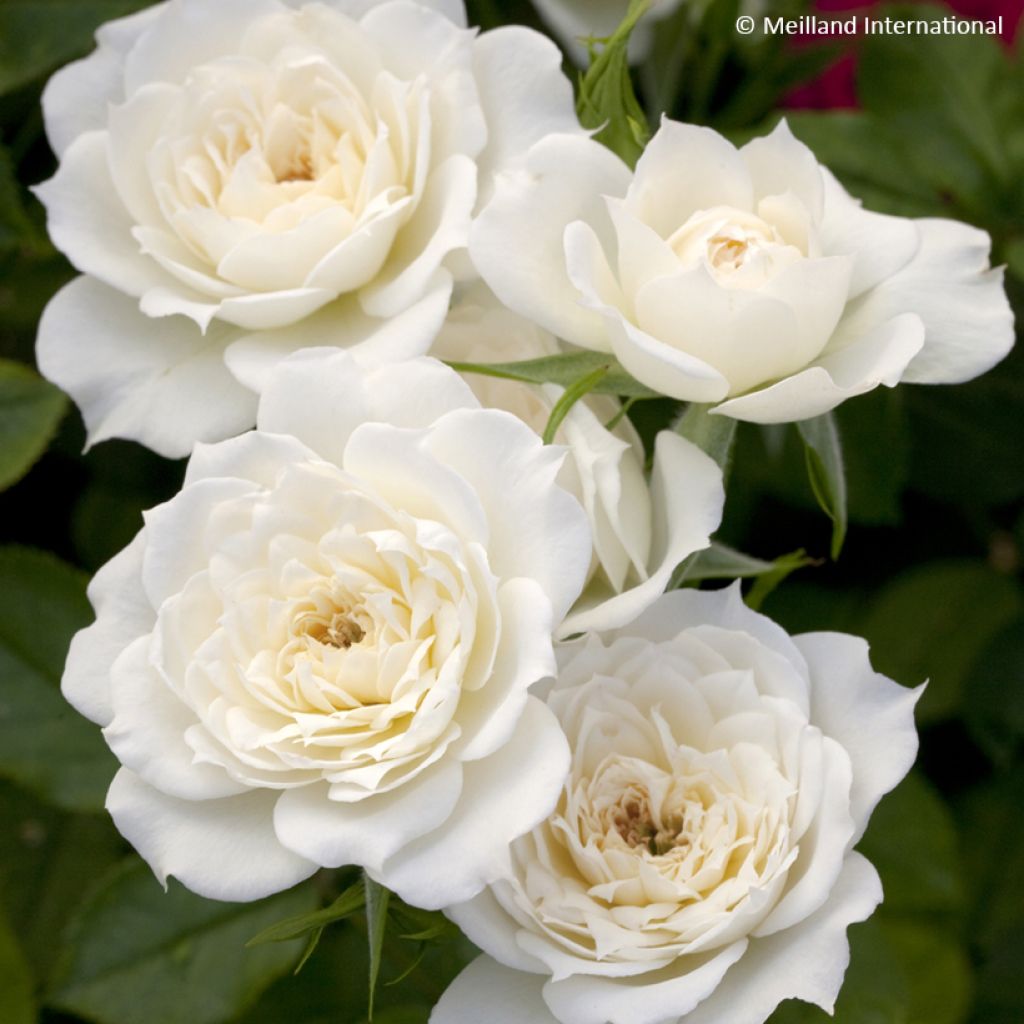 Rosier miniature Bridal Meillandina