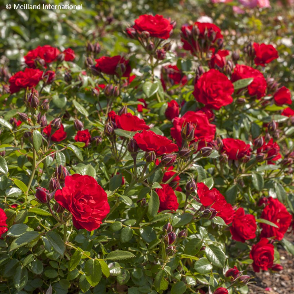 Rosier miniature Tilt Symphonie