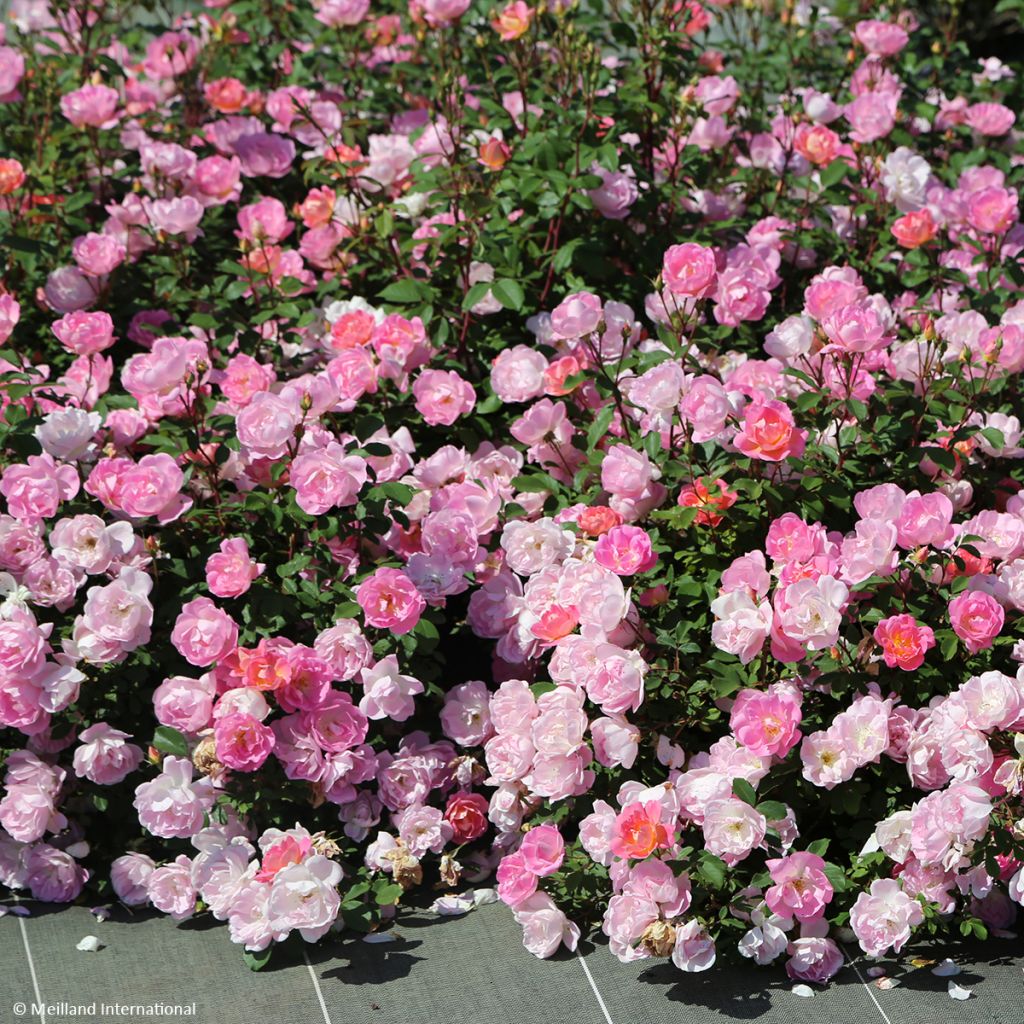 Rosier Meillandecor Pink Chantilly Meilevire