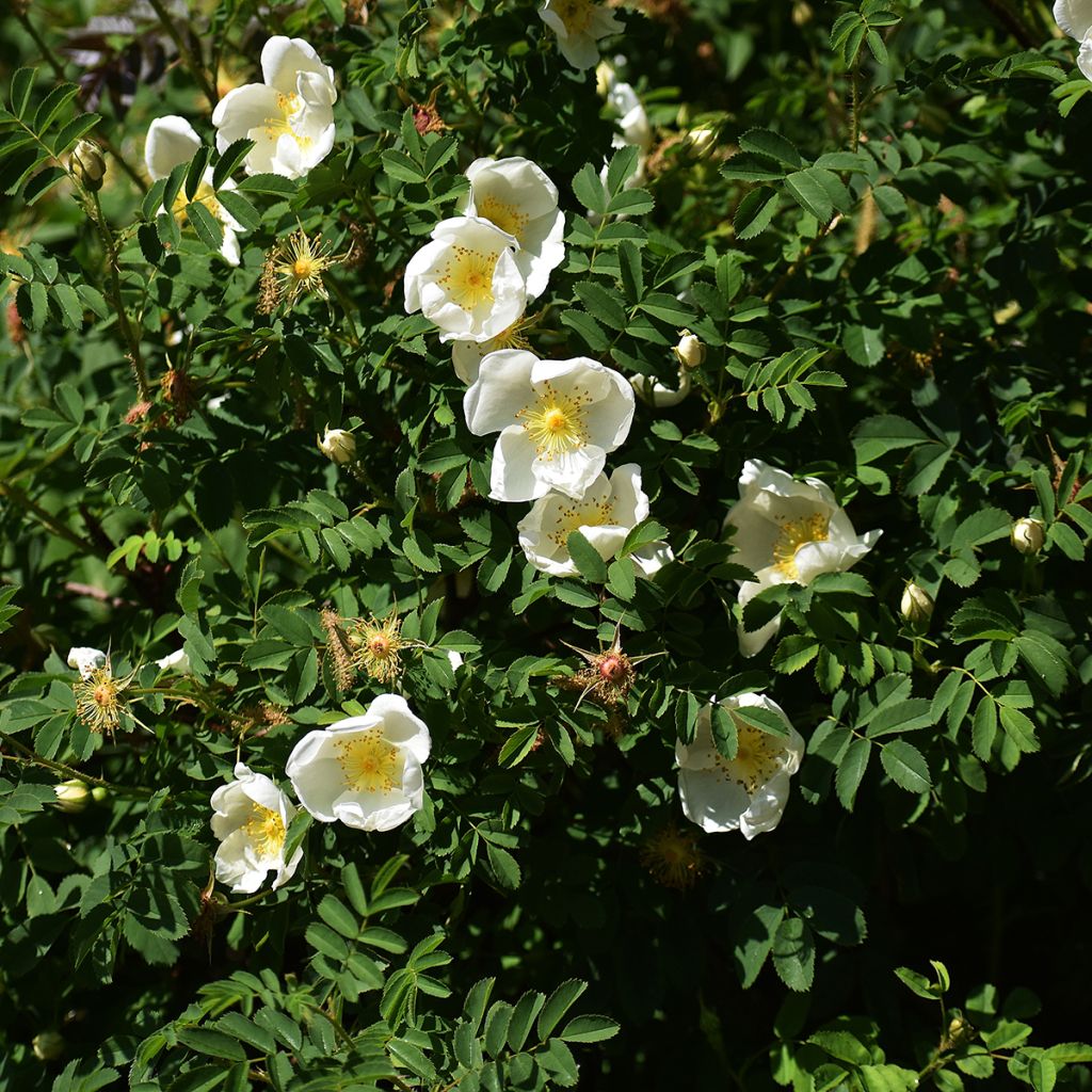 Rosier rugosa Alba