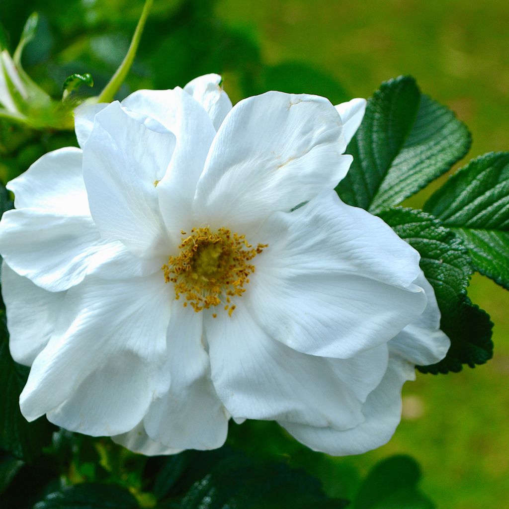 Rosier rugosa Blanc double de Coubert