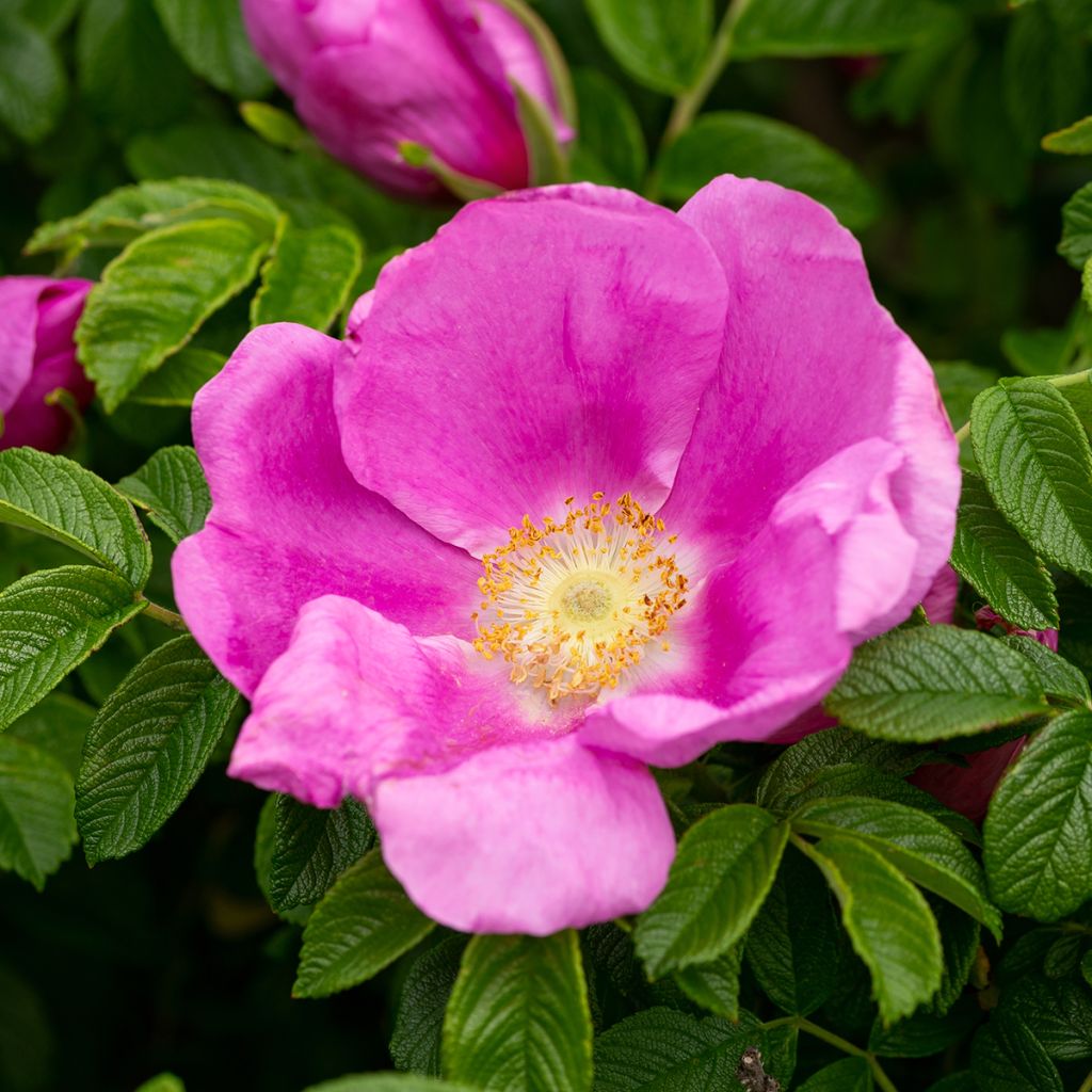 Rosier rugosa Jam-a-licious