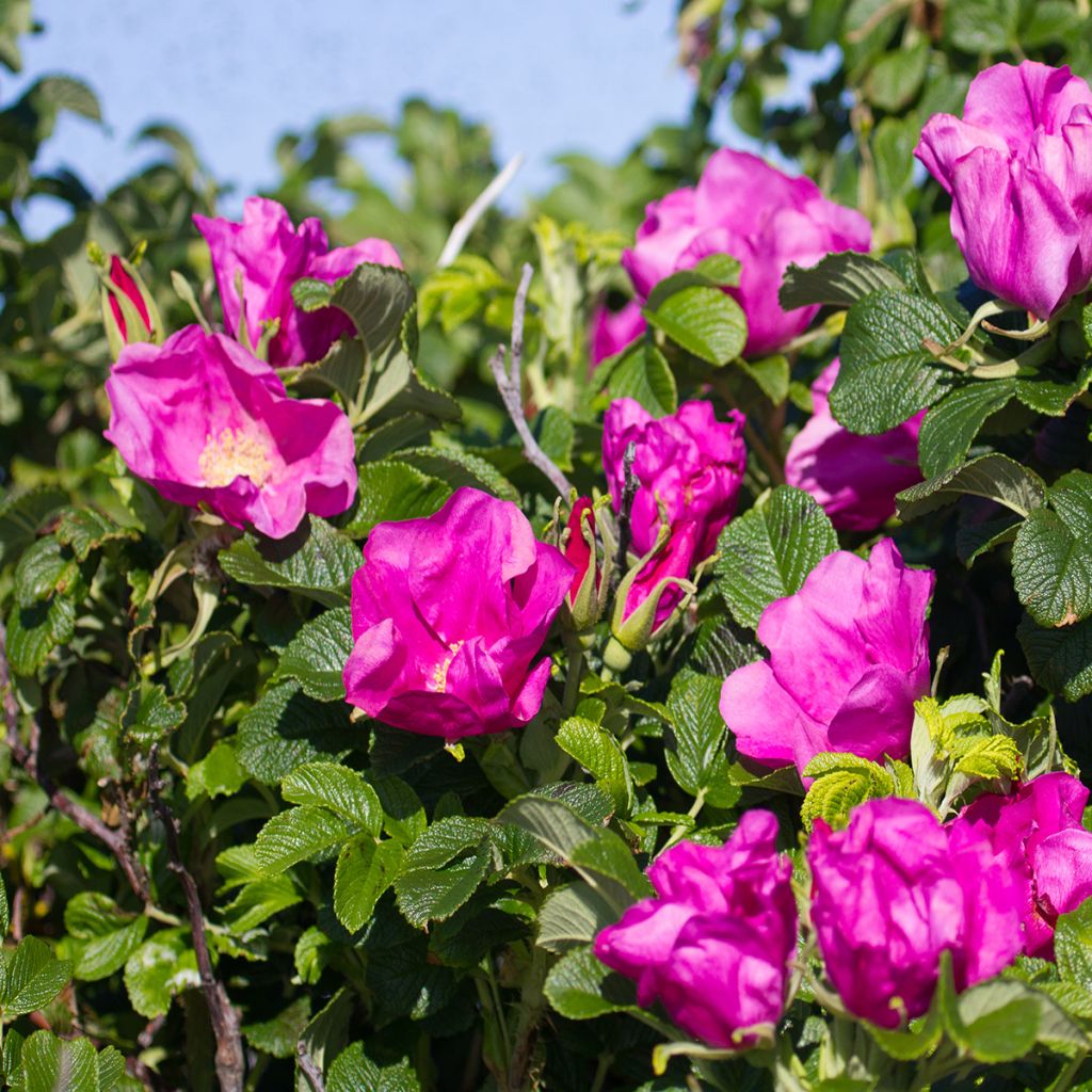 Rosier rugosa Rubra