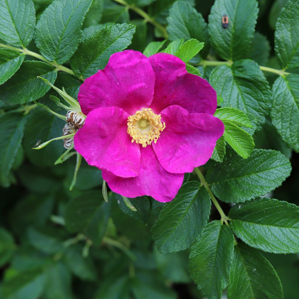 Rosier rugosa Rubra