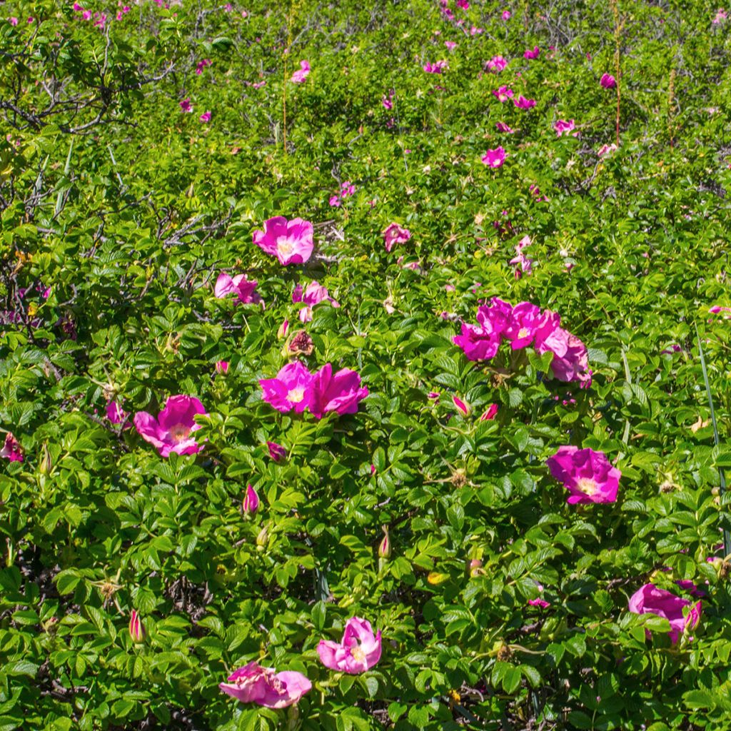 Rosier rugosa Rubra