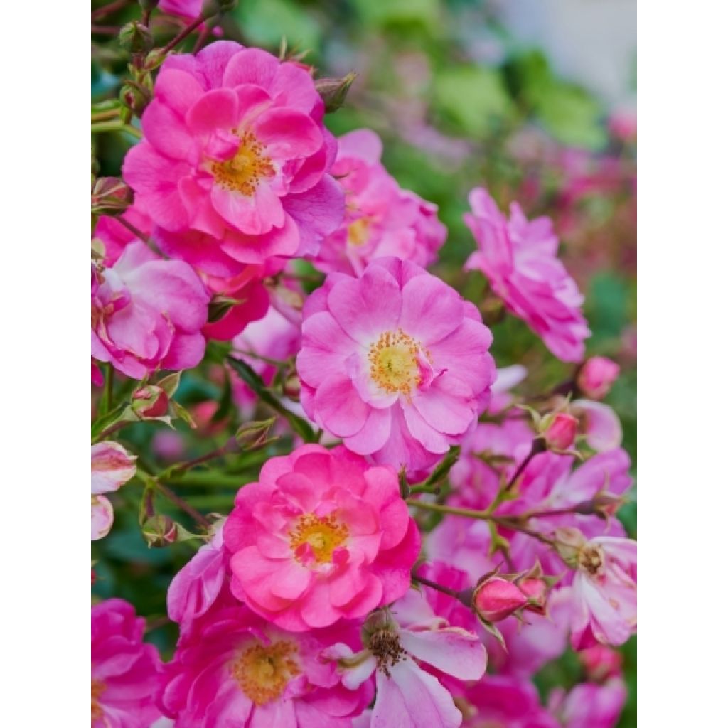 Rosier Bees Paradise Pink 