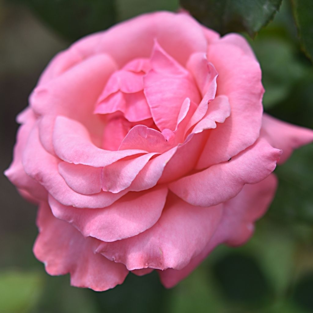 Rosier à grandes fleurs Queen Elisabeth