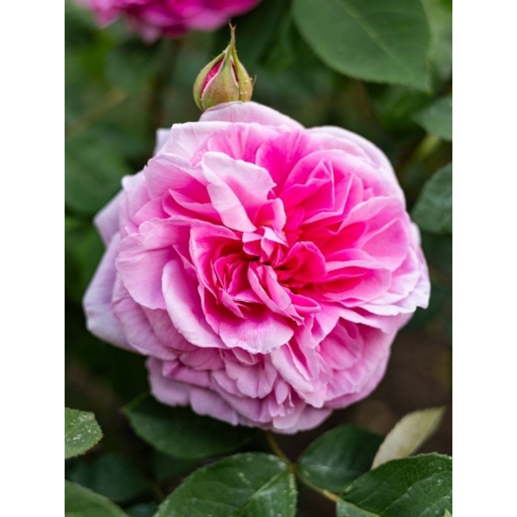 Rosier Tige David Austin Gertrude Jekyll 