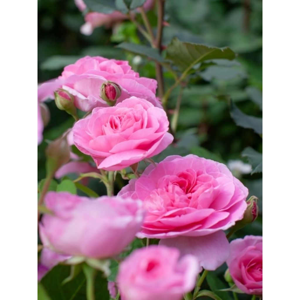 Rosier Tige David Austin Gertrude Jekyll 
