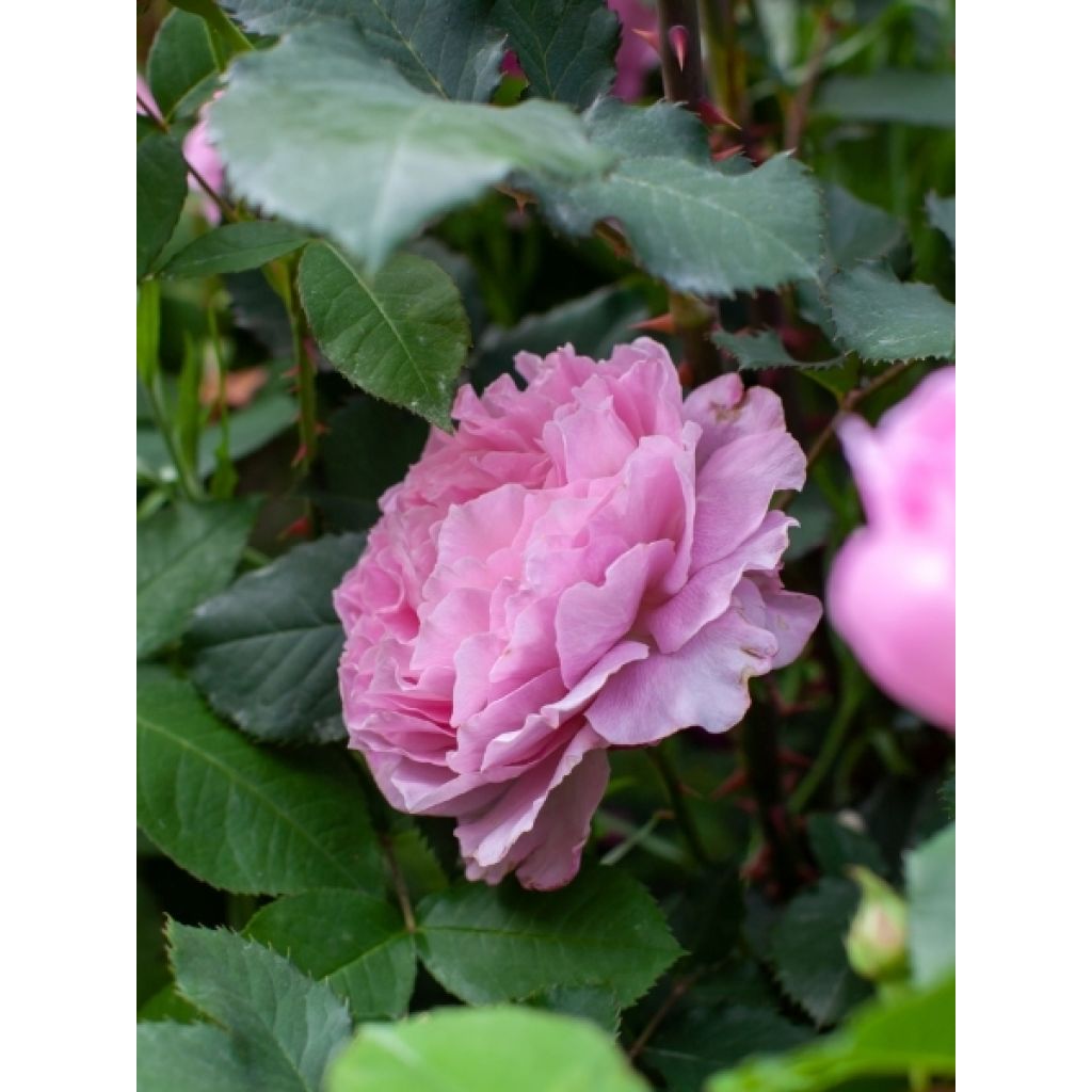 Rosier Tige David Austin Gertrude Jekyll 