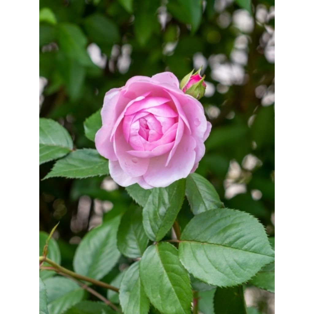 Rosier Tige David Austin Olivia Rose Austin