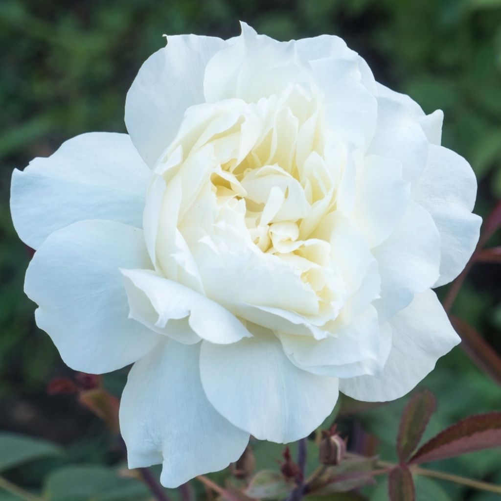 Rosier ancien Boule de Neige