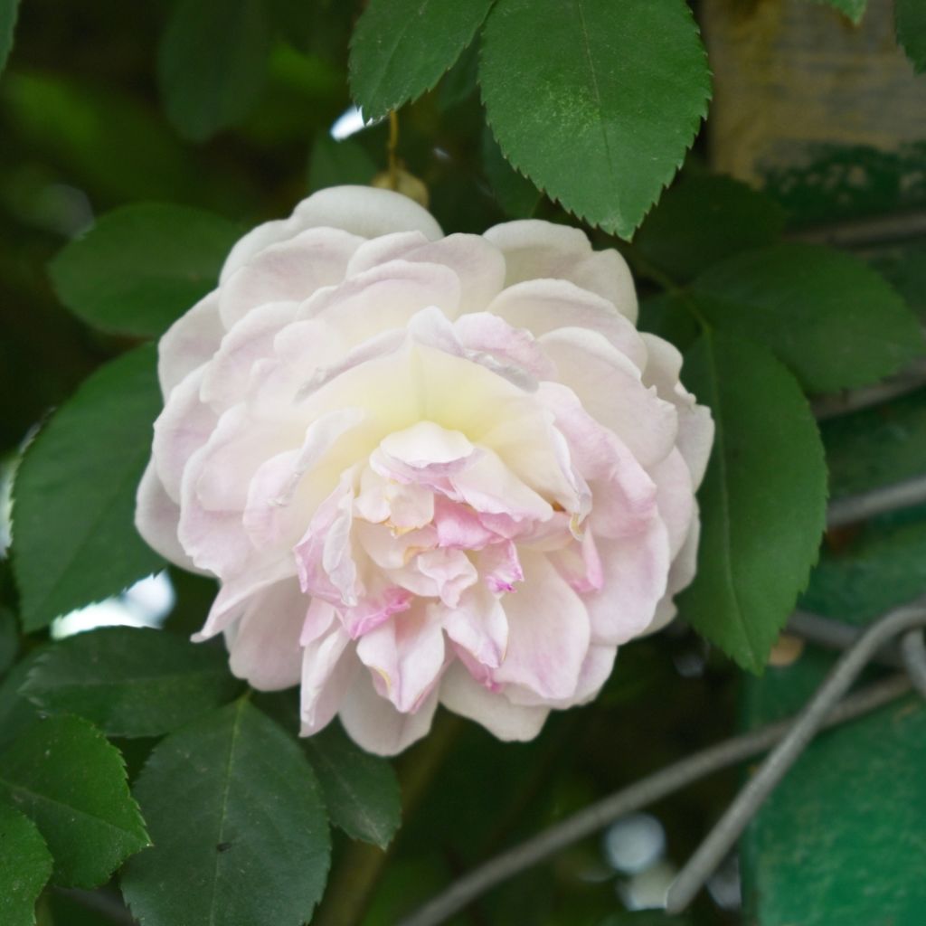 Rosier ancien Cuisse de Nymphe