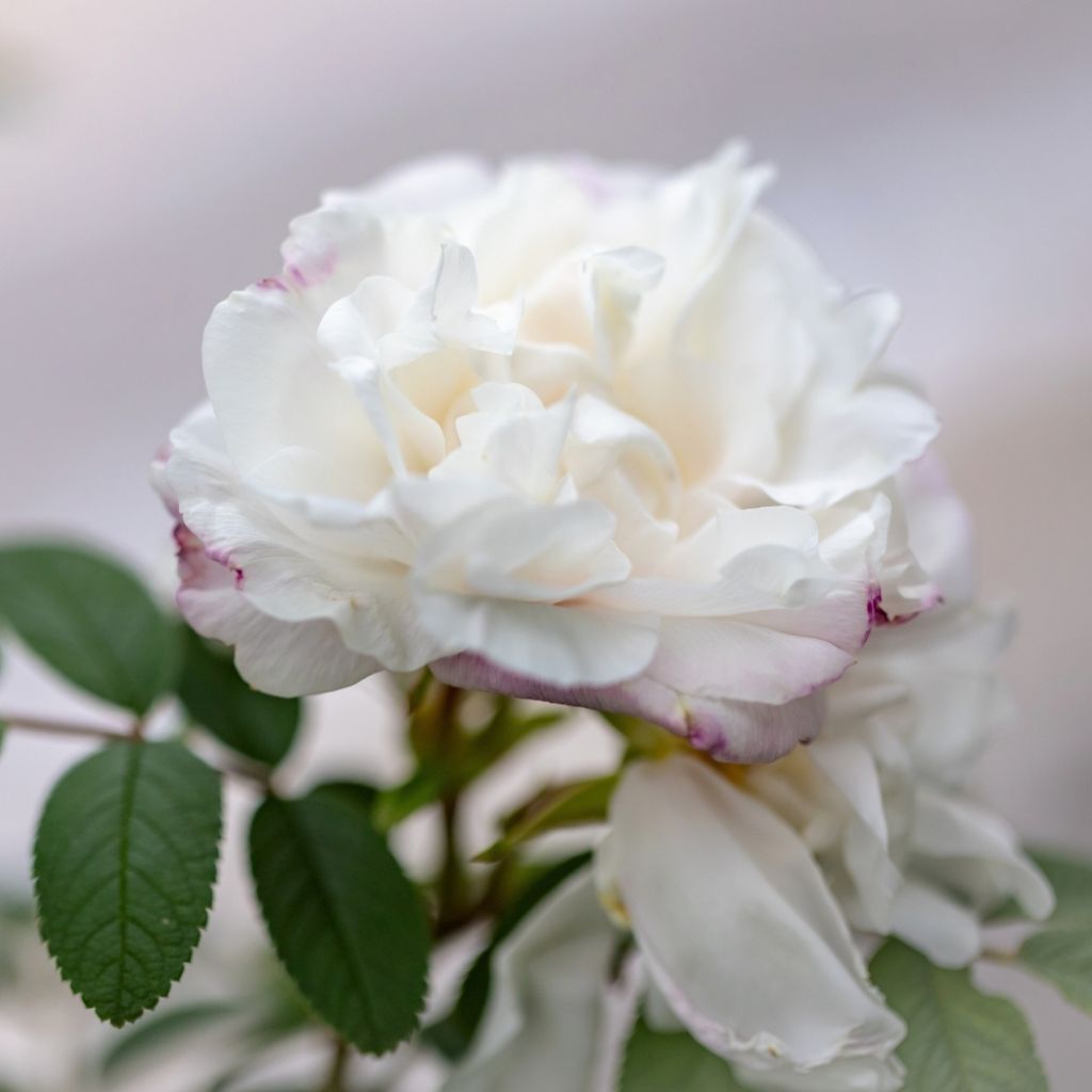 Rosier ancien Little White Pet