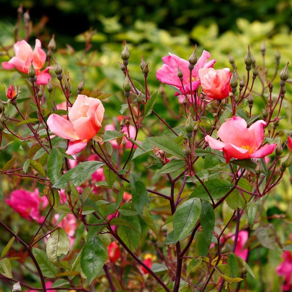 Rosier botanique - Rosa chinensis Mutabilis