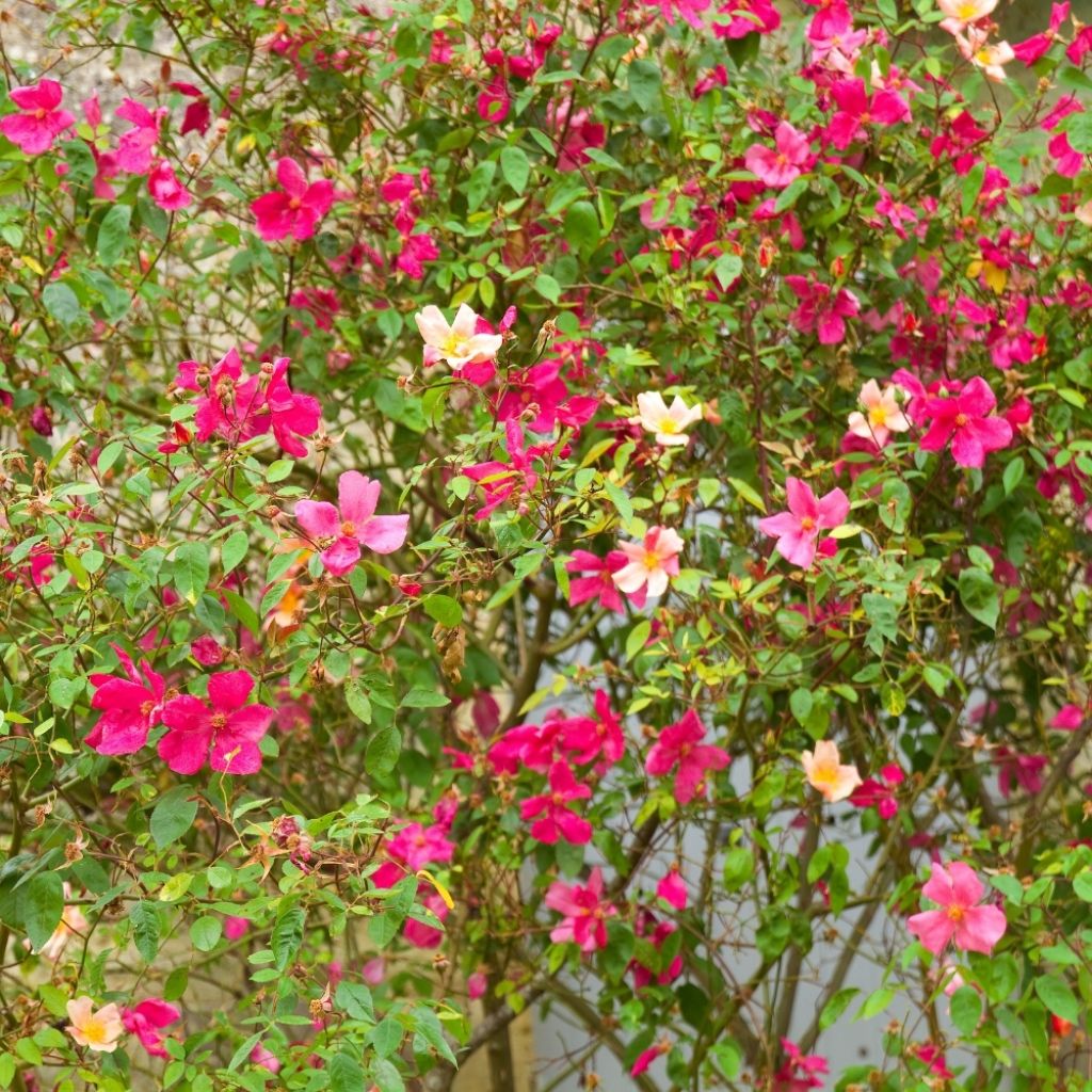 Rosier botanique - Rosa chinensis Mutabilis