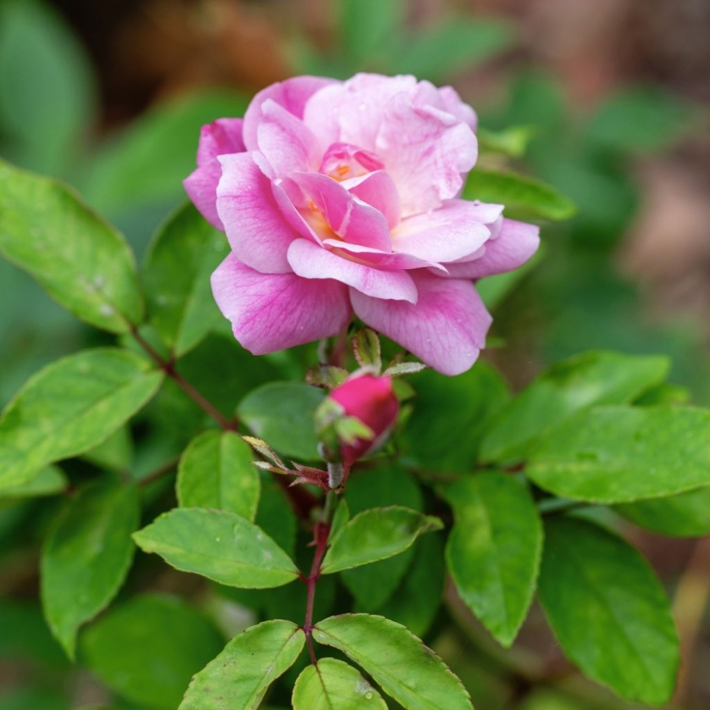 Rosier ancien Old Blush