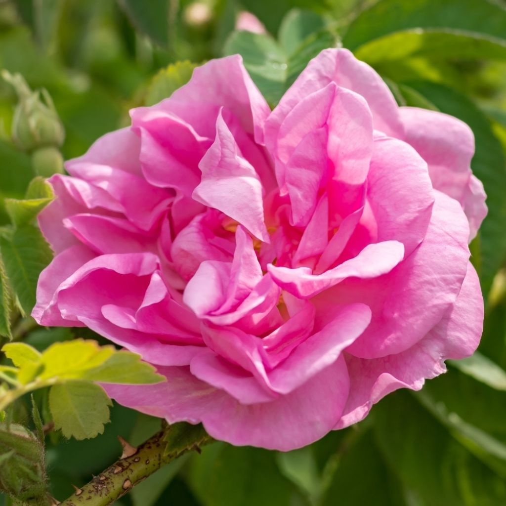 Rosier ancien Kazanlik (Trigintipetala)
